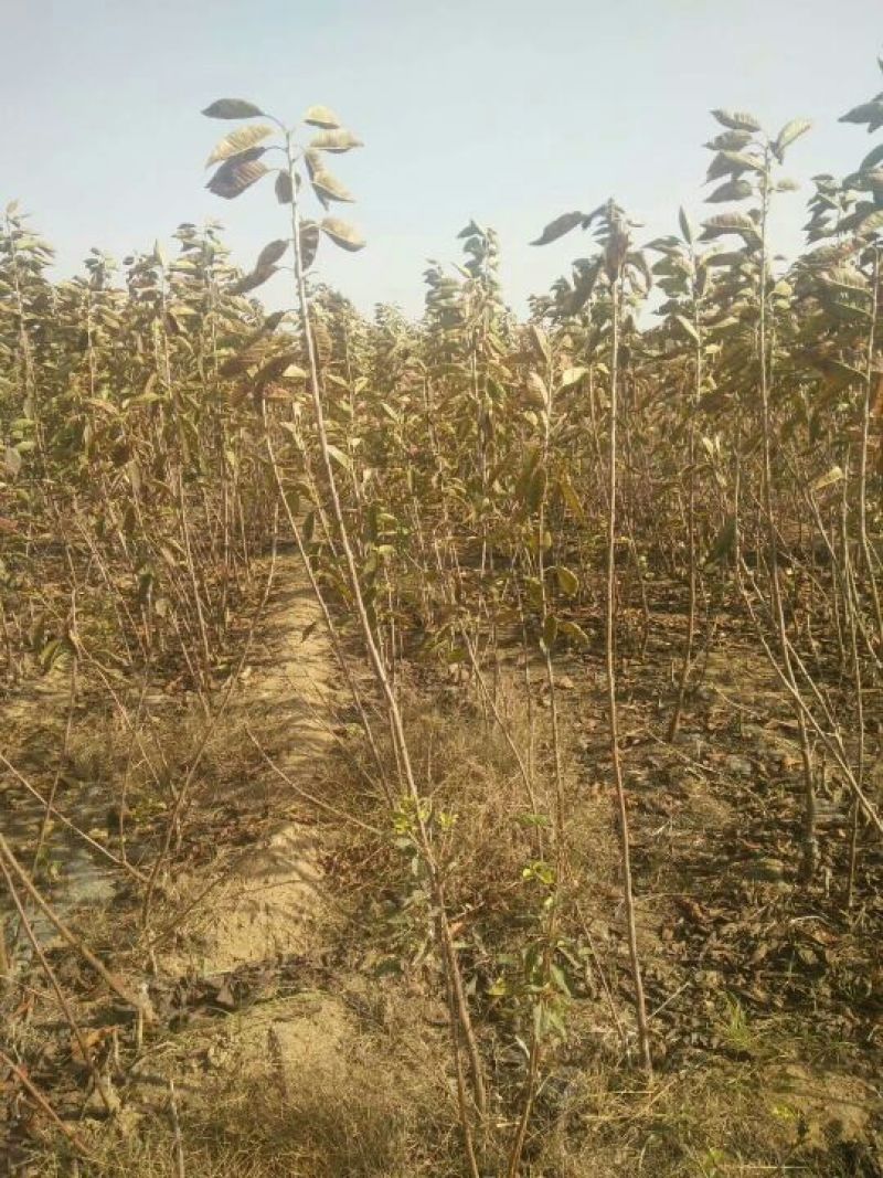 【推荐】大樱桃树品种纯正现挖现发保成活