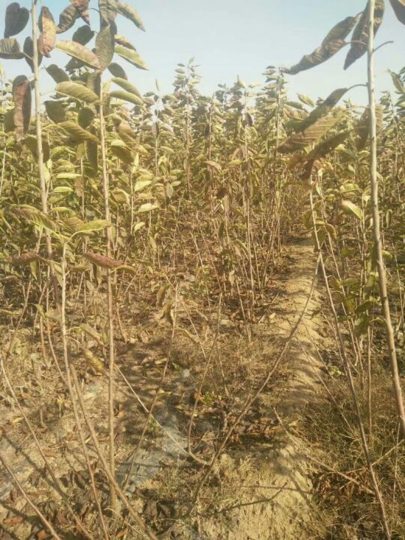 【推荐】大樱桃树品种纯正现挖现发保成活