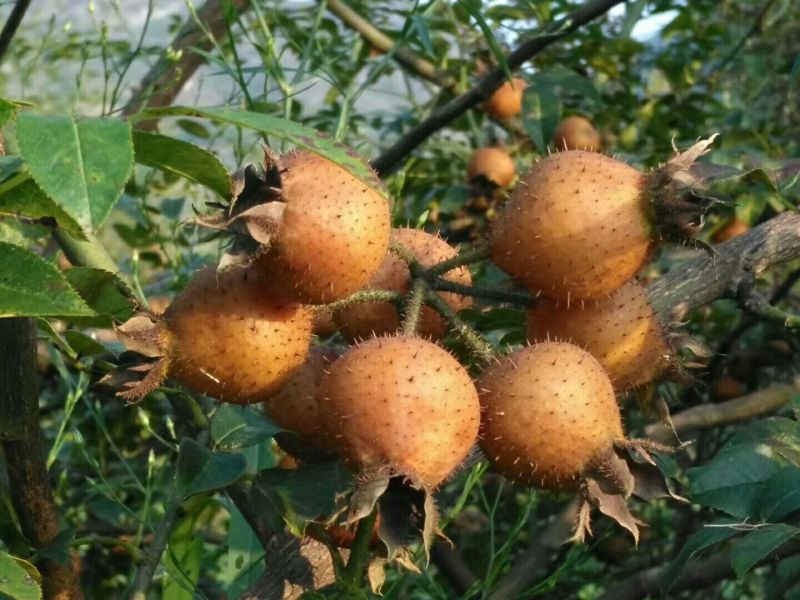 刺梨特级金刺梨