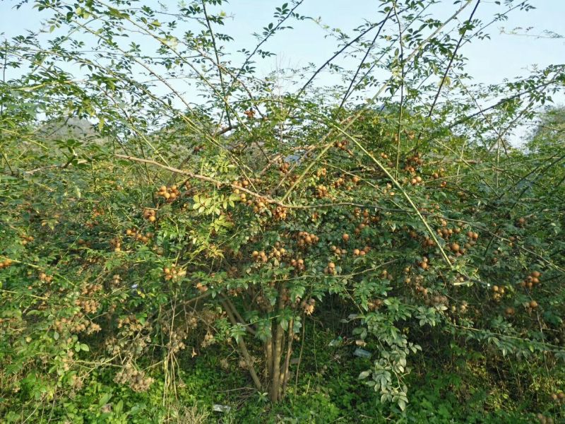 刺梨特级金刺梨