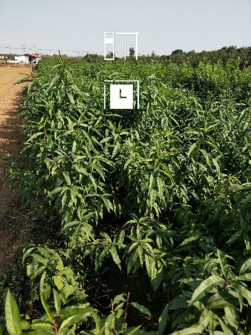 优质桃树苗大量批发，品种齐全，质量好，自家苗