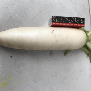 白萝卜1.5~2斤起