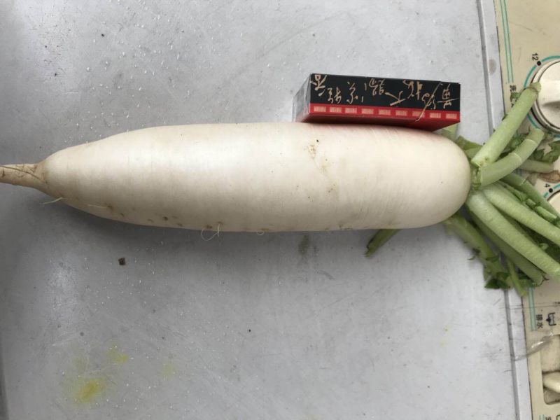白萝卜1.5~2斤起