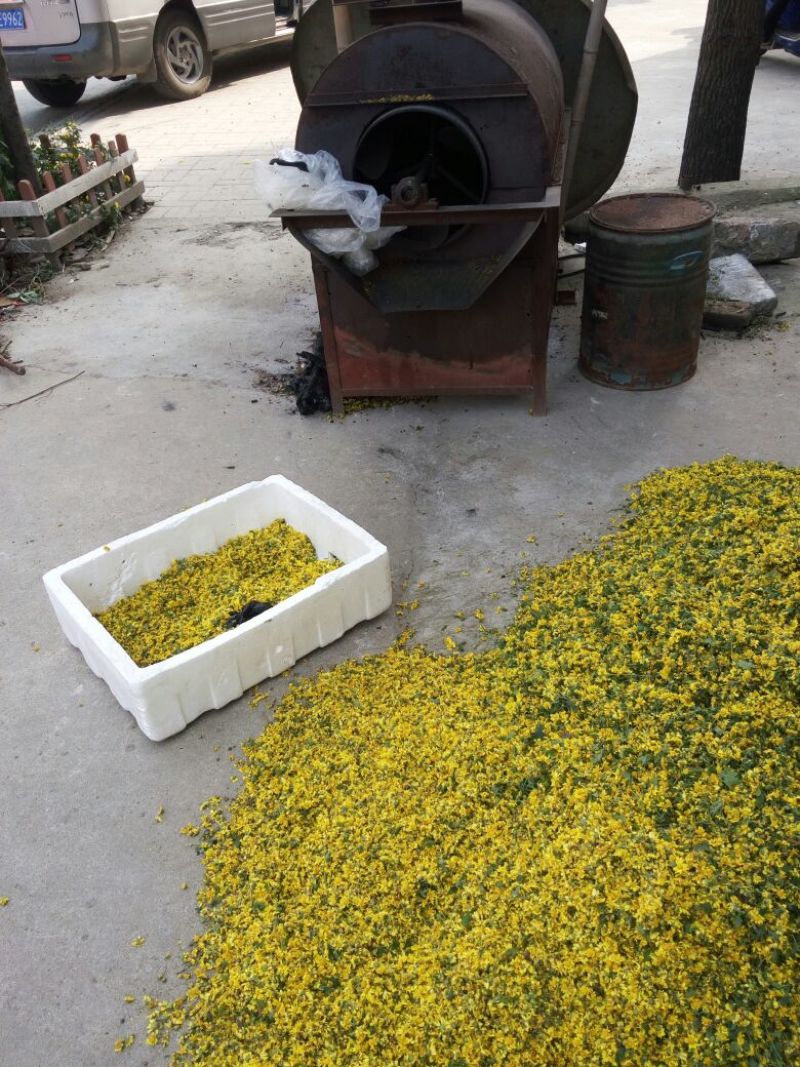 野菊花散装