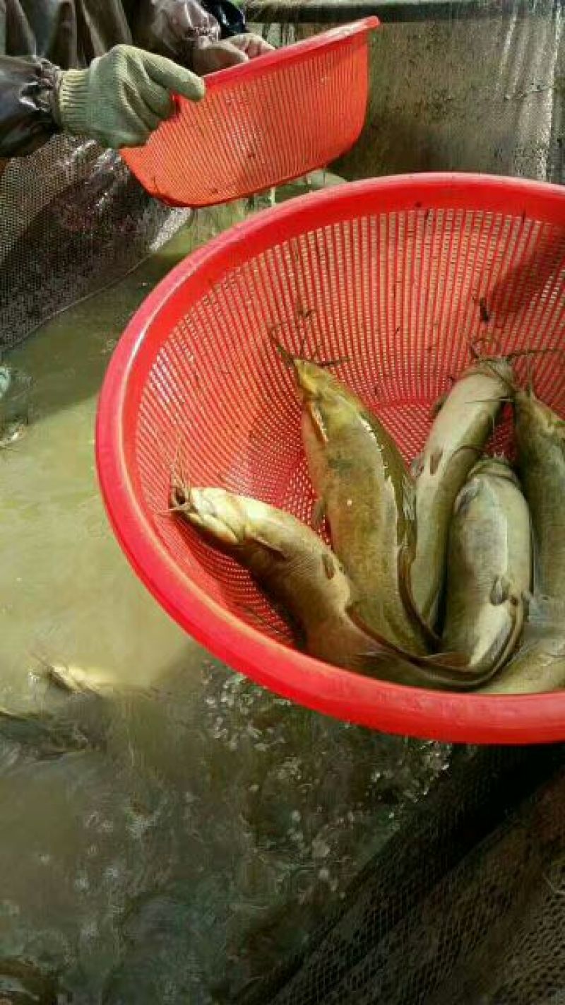 土鲶鱼食用