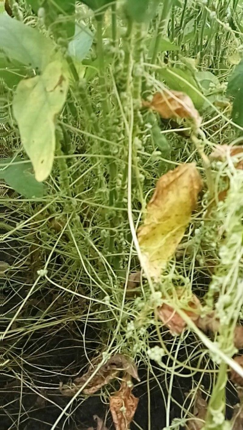 菟丝子统货