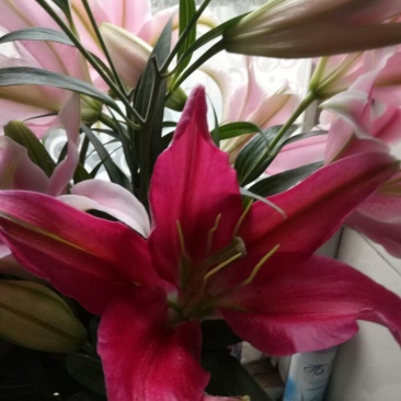 荷兰百合3~4凌源鲜花批发