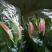 荷兰百合3~4凌源鲜花批发