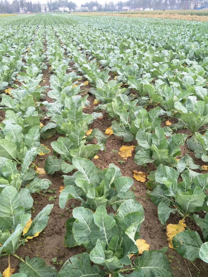 【精品松花菜】大量上市湖北基地直发紧密乳白质量保证