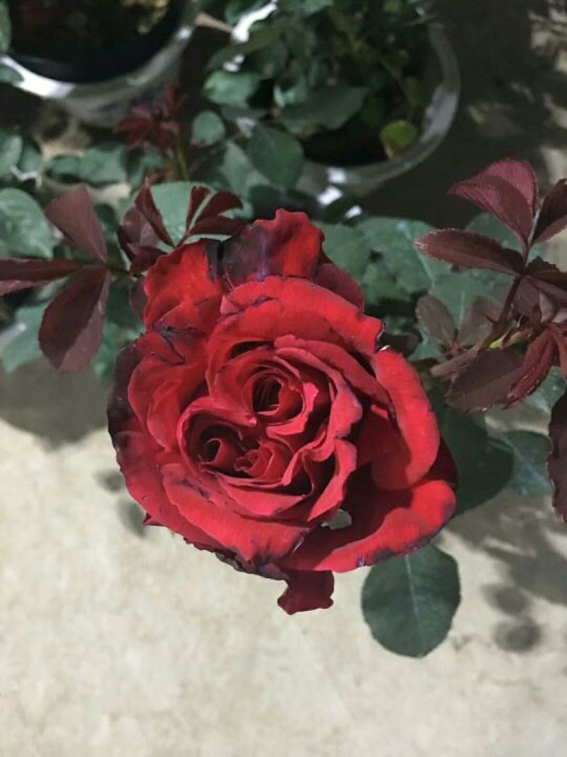 月季30~40cm