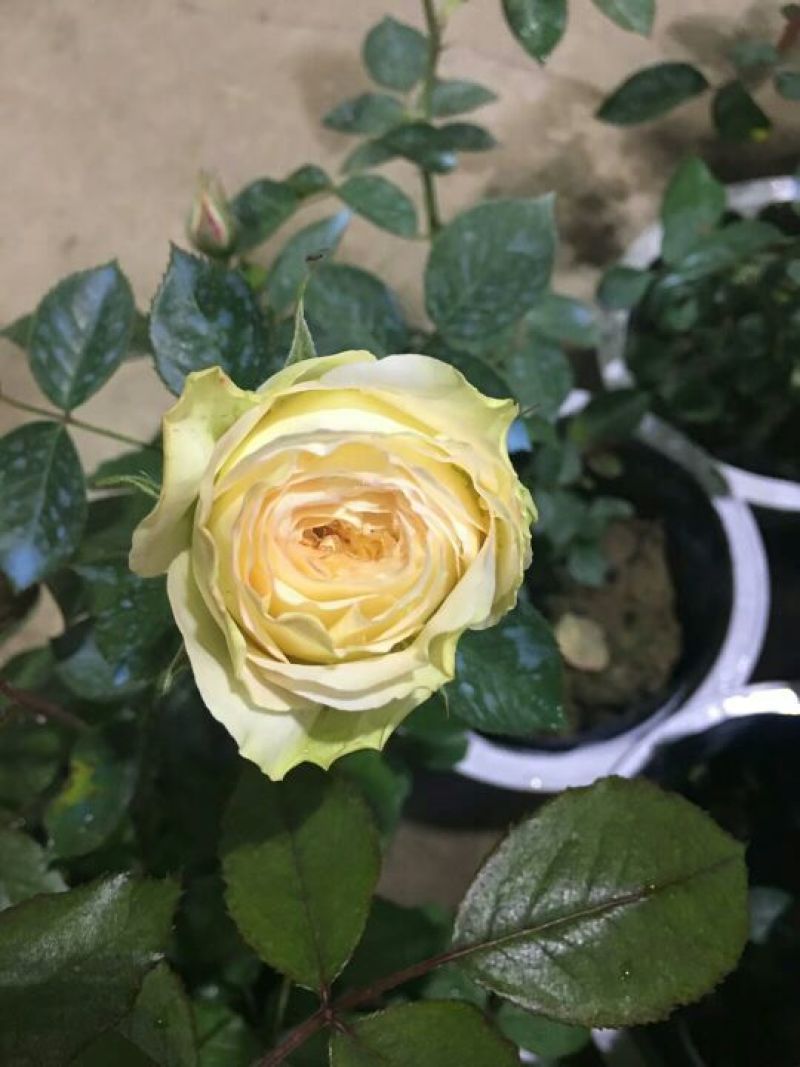 月季30~40cm