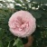 月季30~40cm