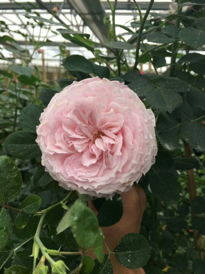 月季30~40cm