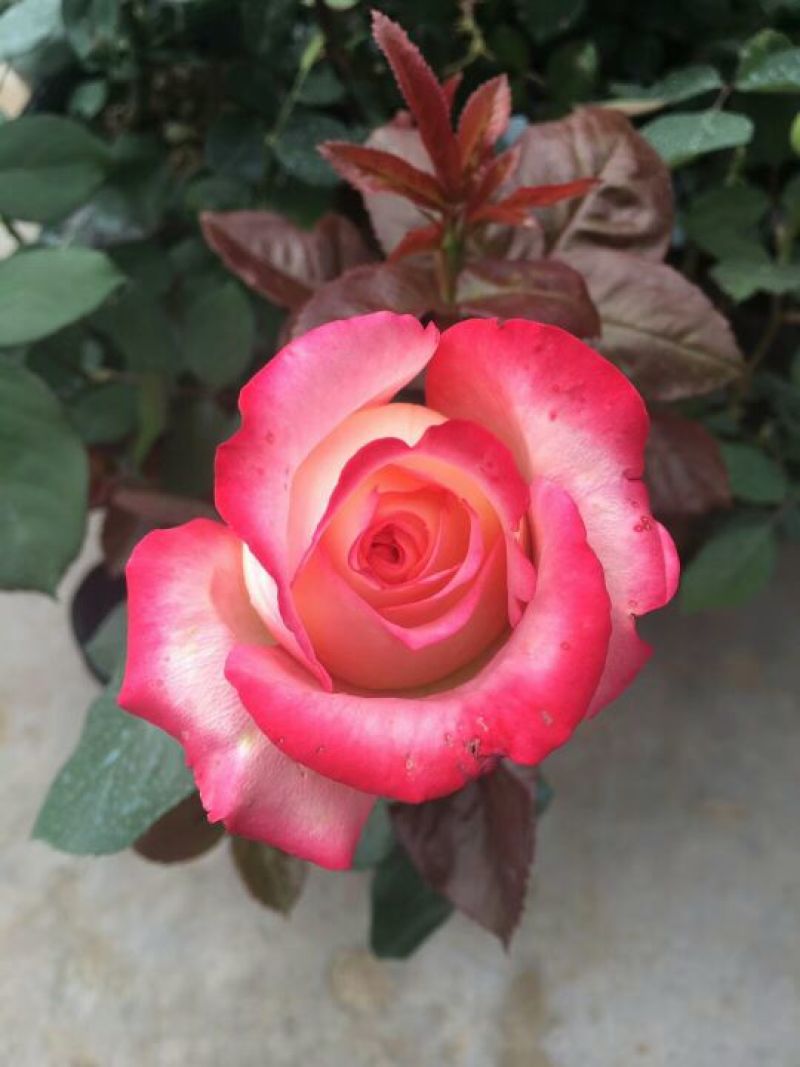 月季30~40cm