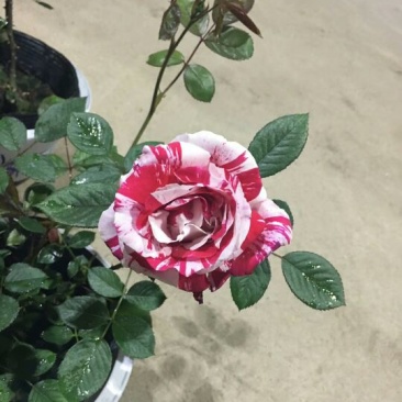 月季30~40cm