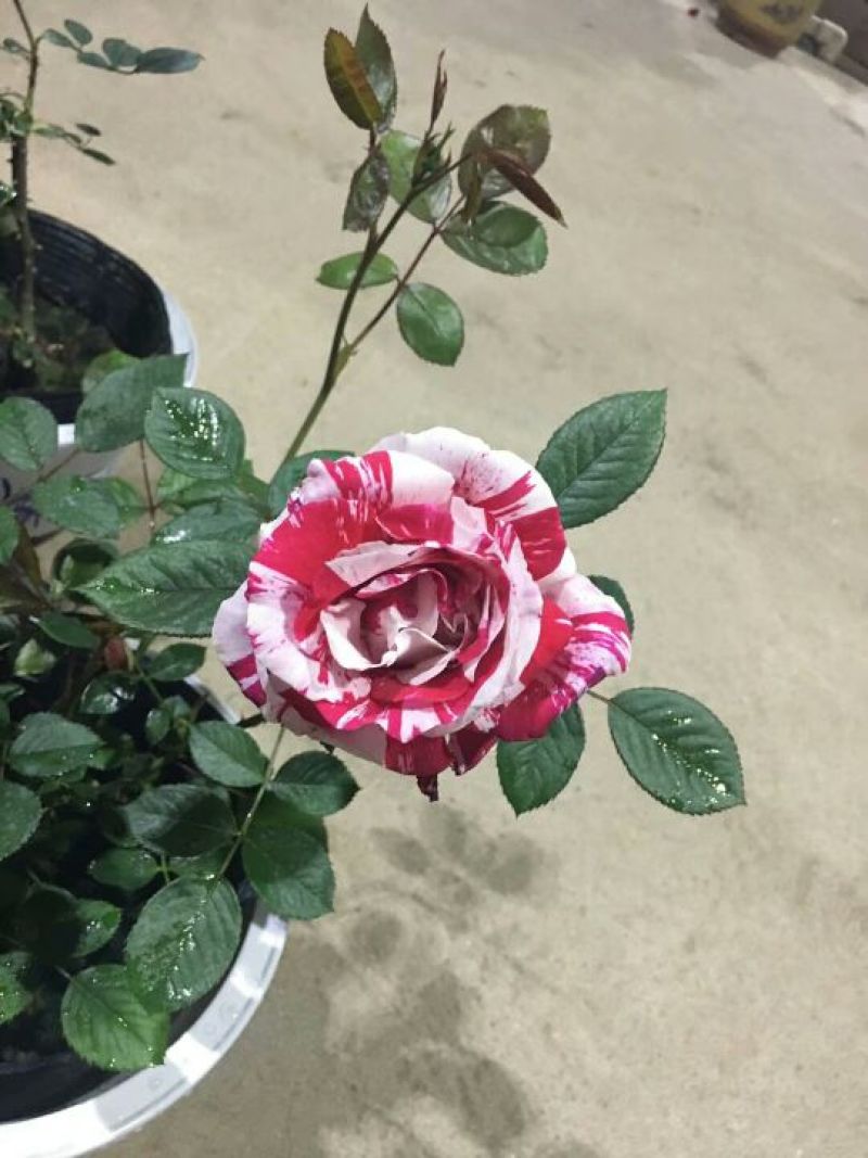 月季30~40cm