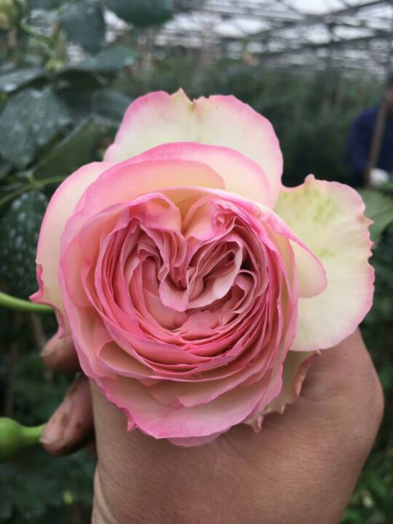 月季30~40cm