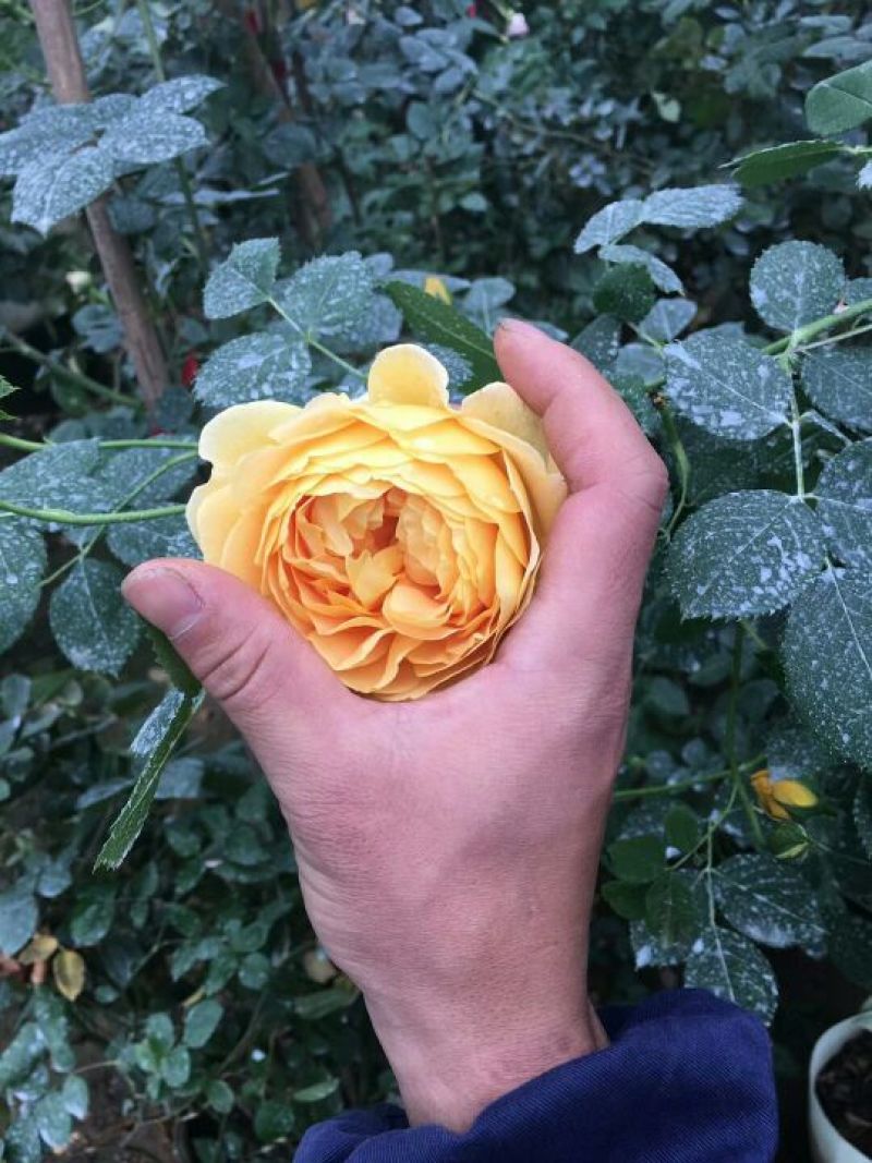 月季30~40cm