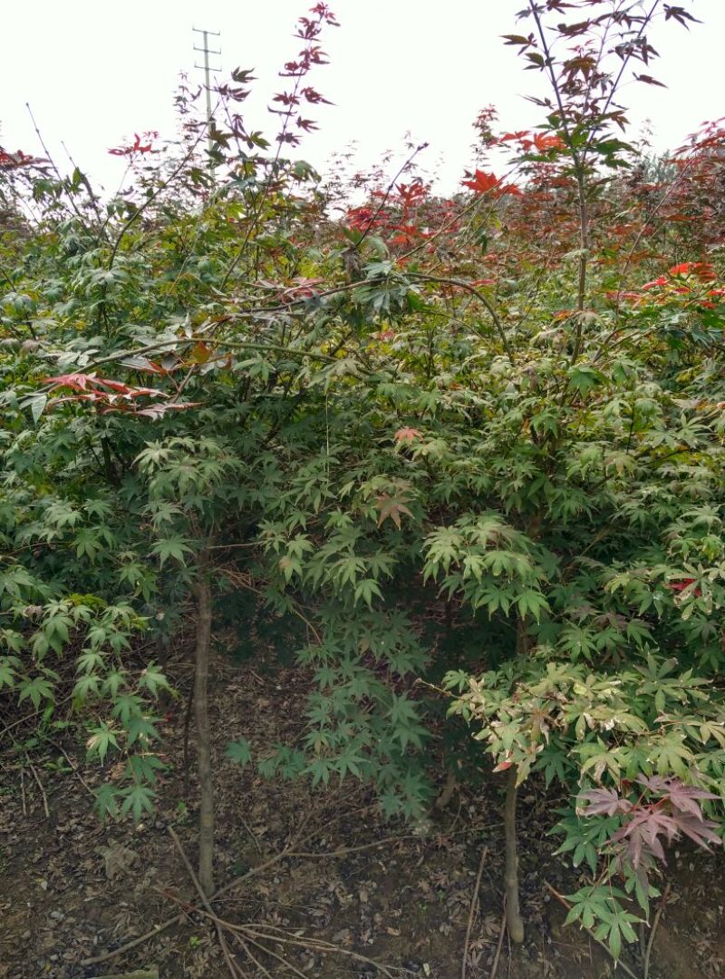 红枫111~140cm