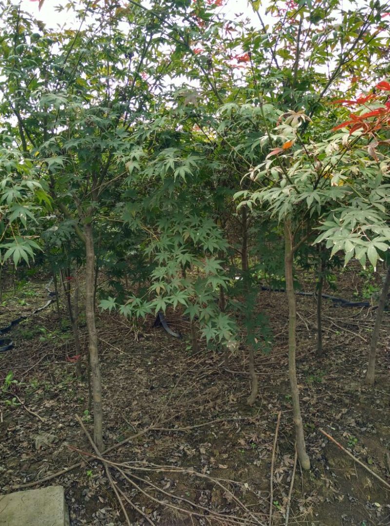 红枫111~140cm