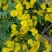 野菊花散装