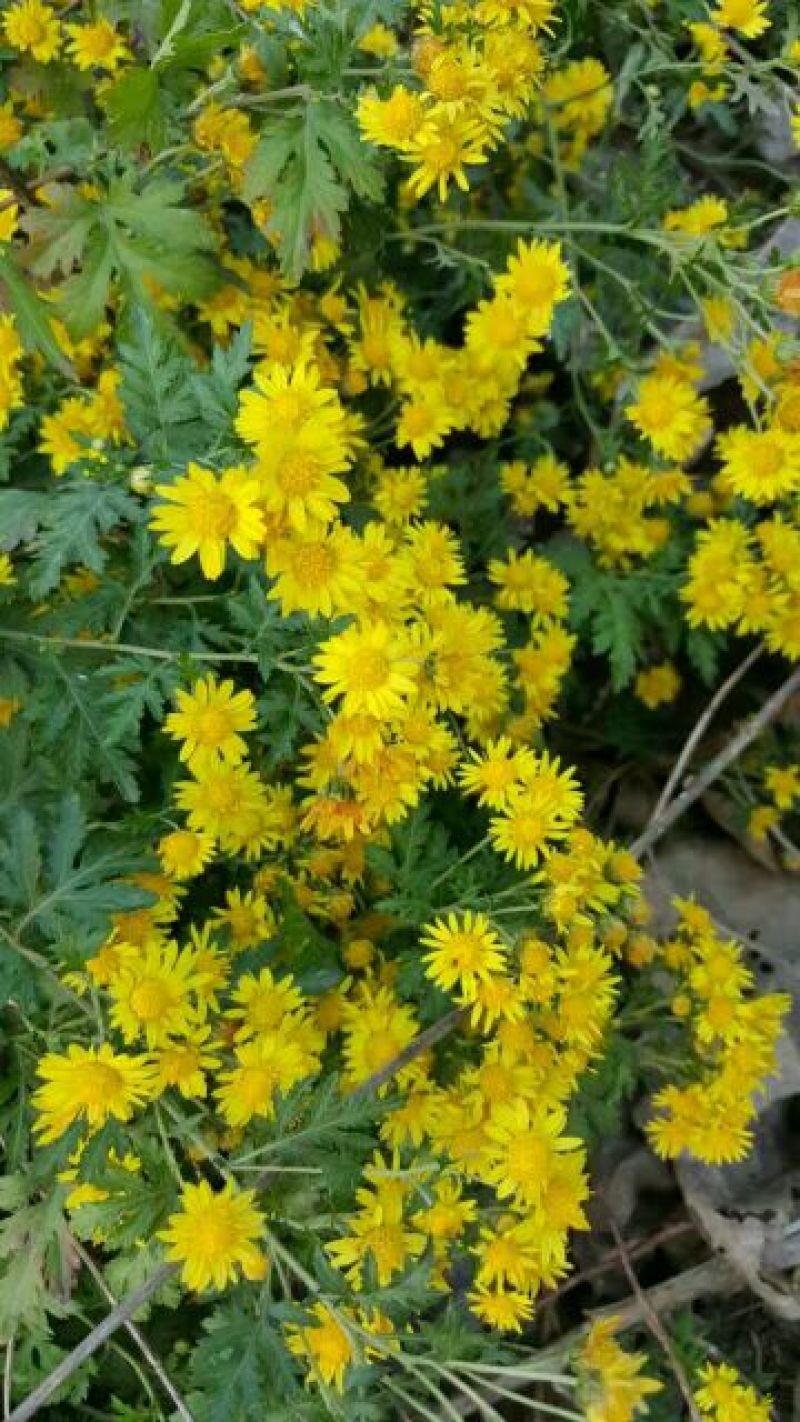 野菊花散装