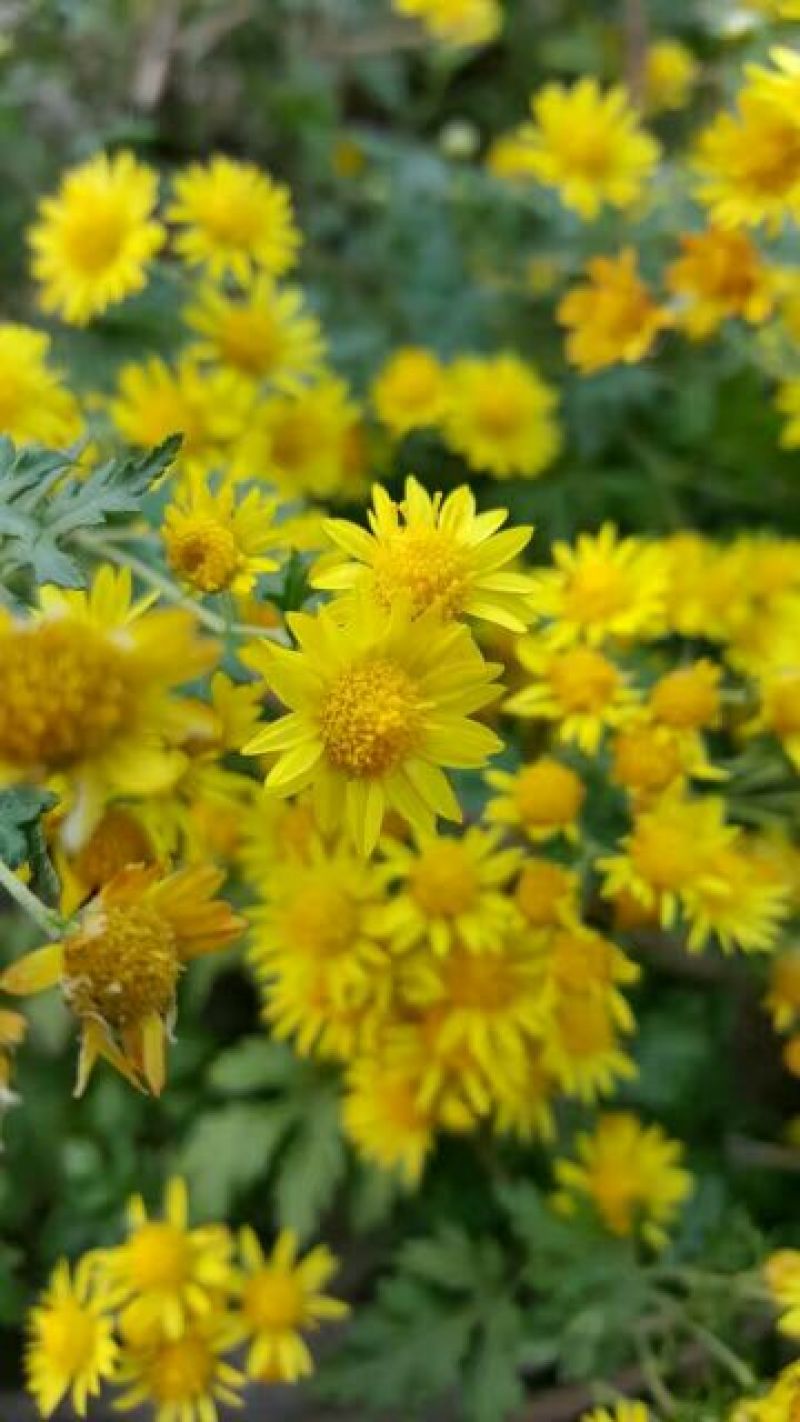 野菊花散装
