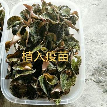 金线莲种苗15~18cm广东广西金线莲苗