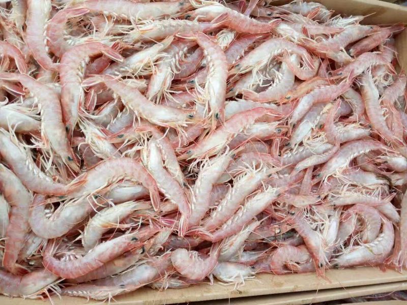 立虾食用冻虾