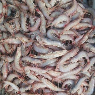 立虾食用冻虾