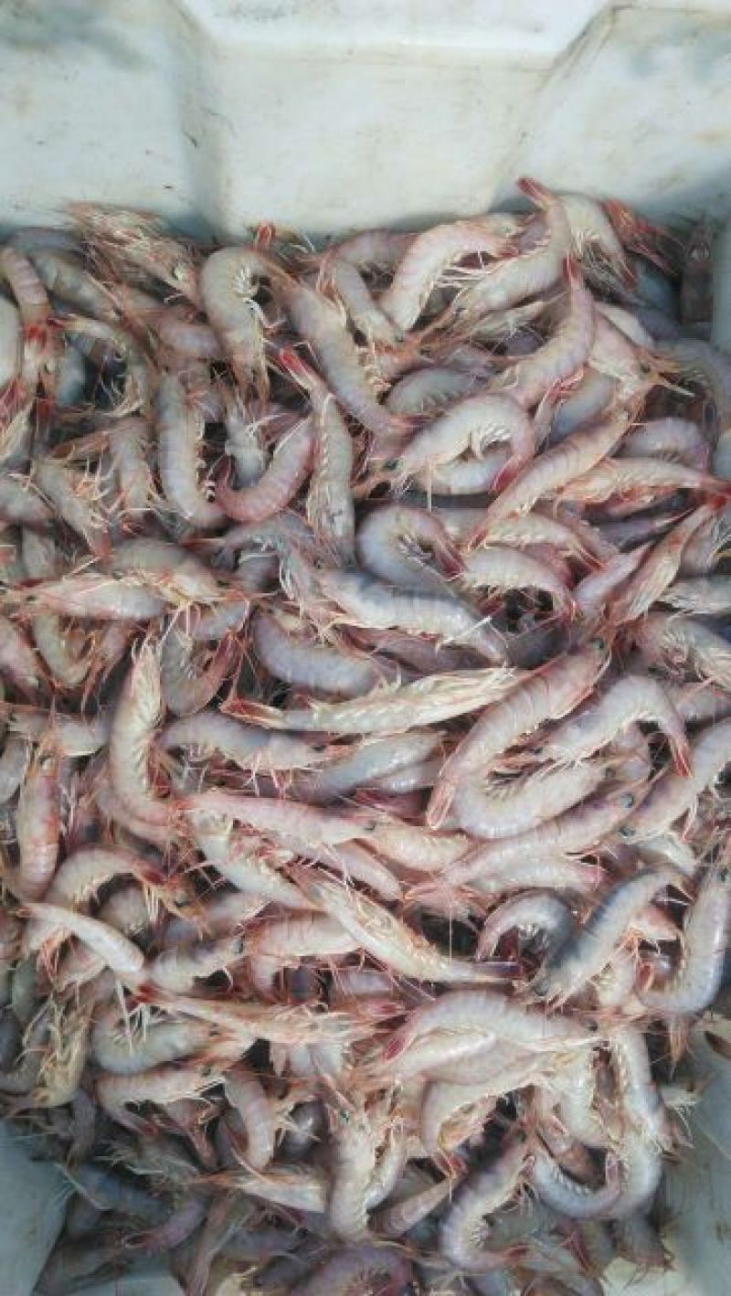 立虾食用冻虾