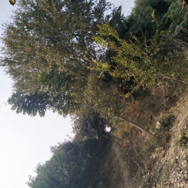 樟树30~50cm