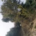 樟树30~50cm