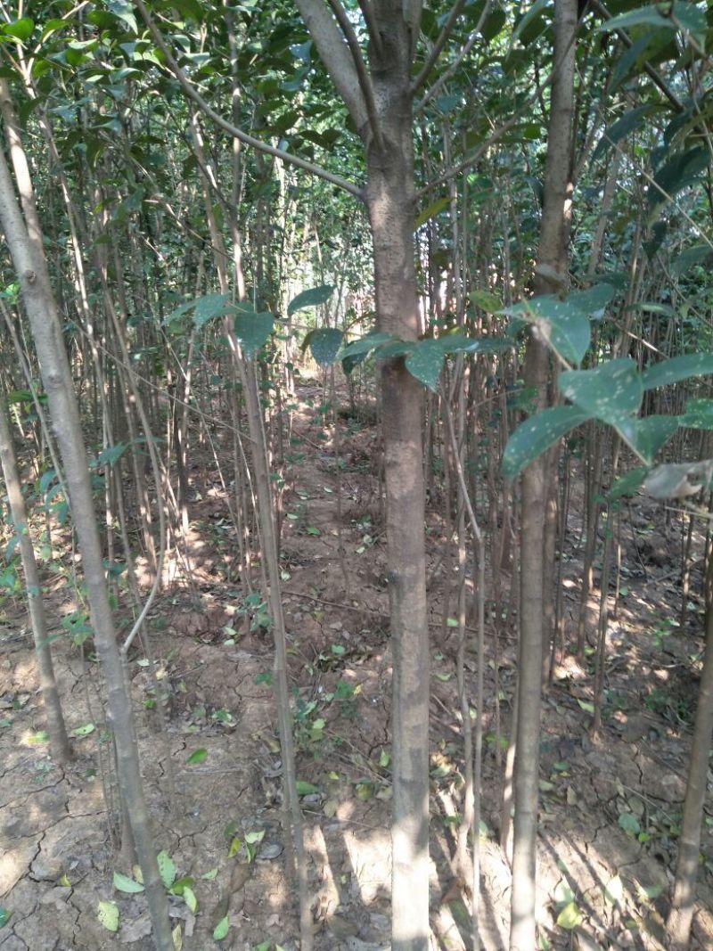 樟树30~50cm