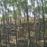 樟树30~50cm