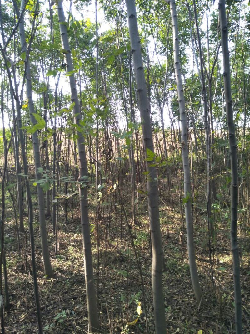 樟树30~50cm