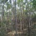 樟树30~50cm