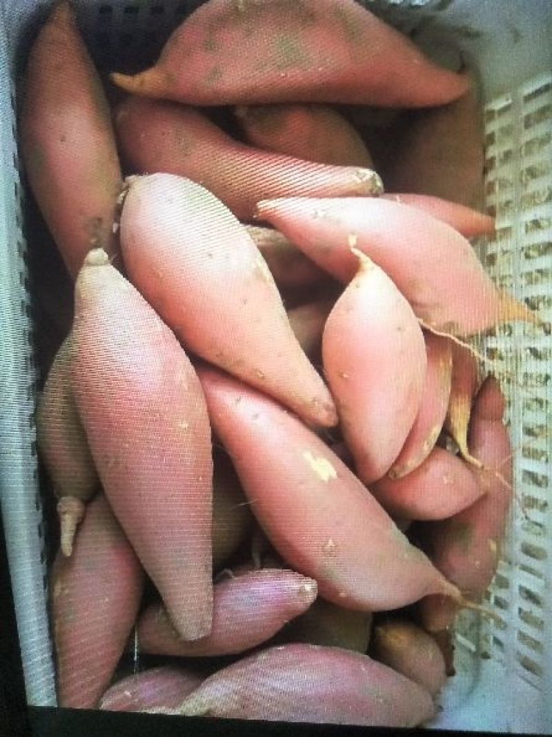 烟薯256两以上商品薯红心
