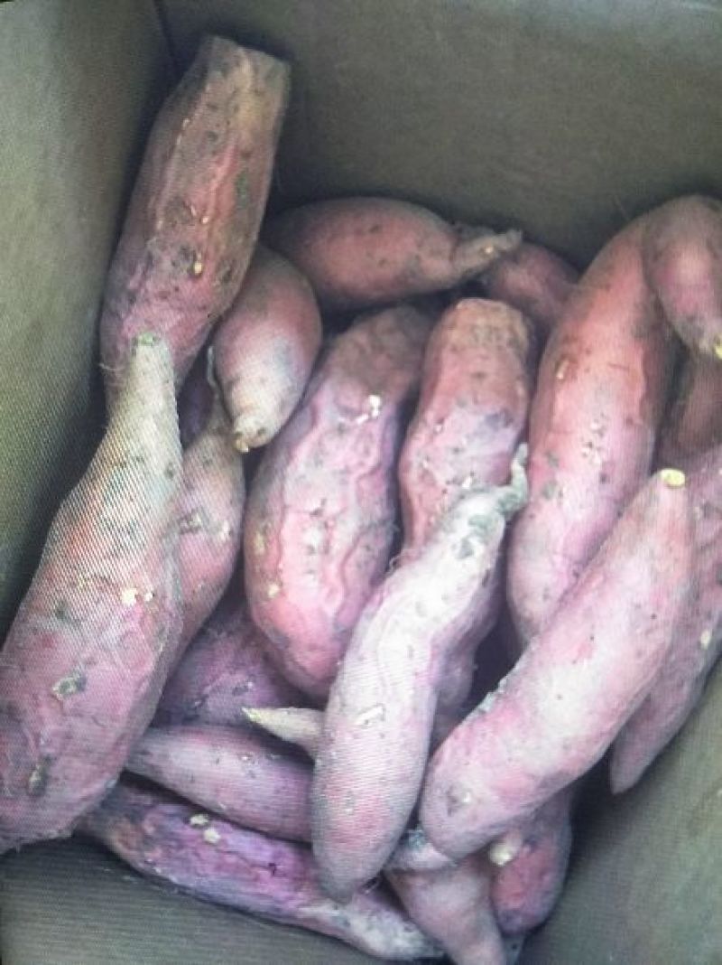 烟薯256两以上商品薯红心