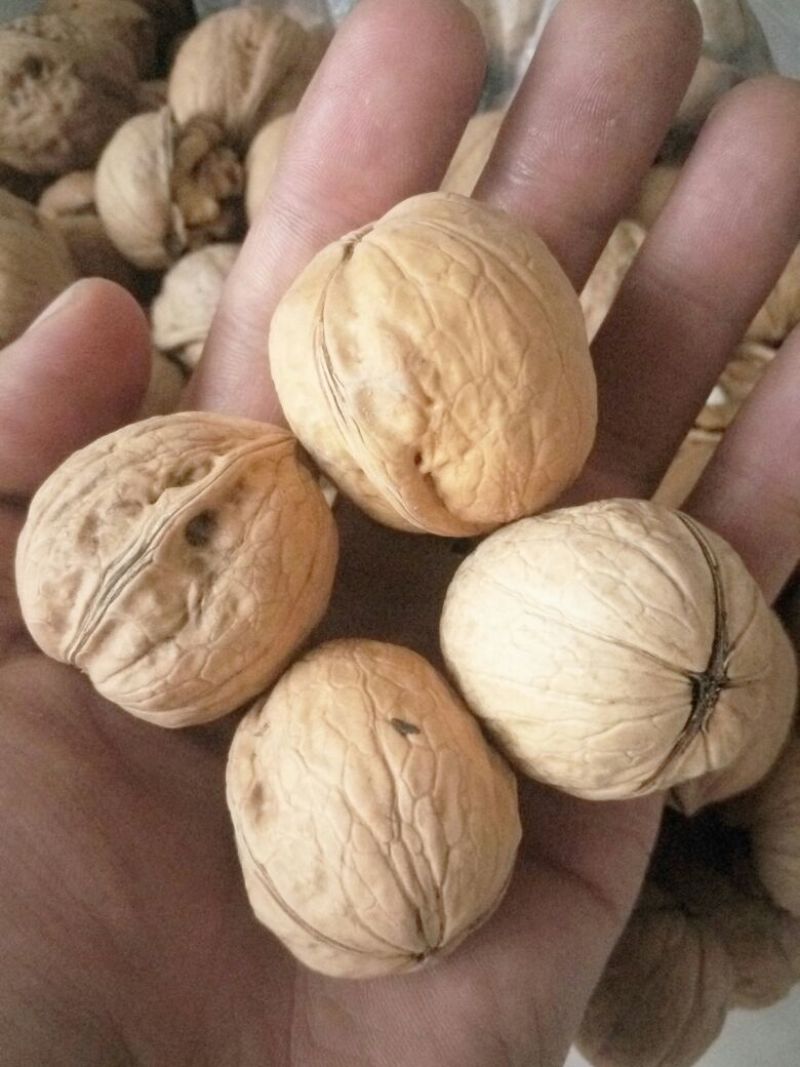 核桃新疆阿克苏185纸皮核桃，洗过，30mm以上