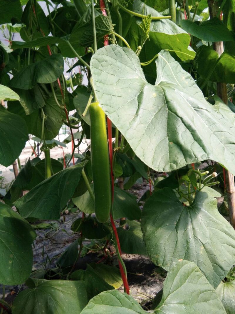 瓠瓜30~40cm5~6cm
