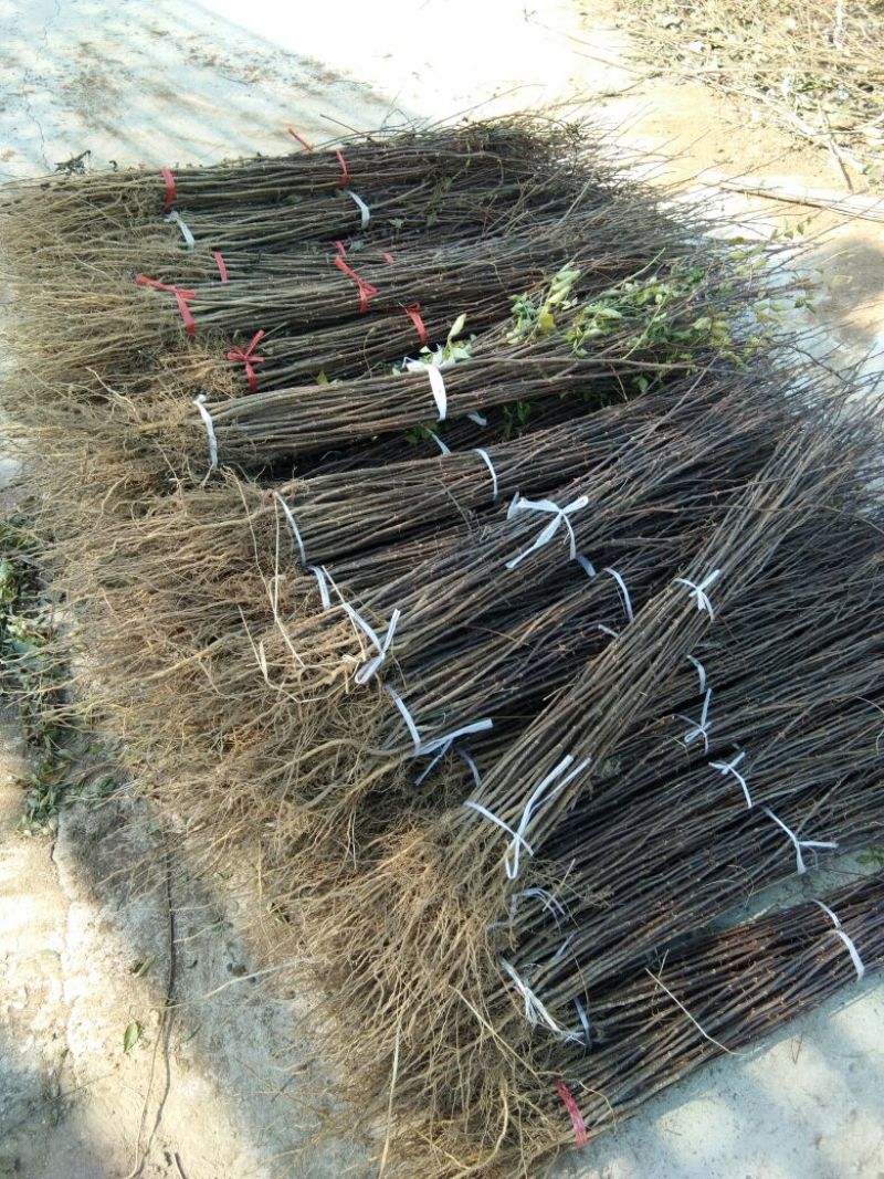 花椒苗大红袍花椒苗山东哪里有花椒苗花椒苗基地花椒苗批发