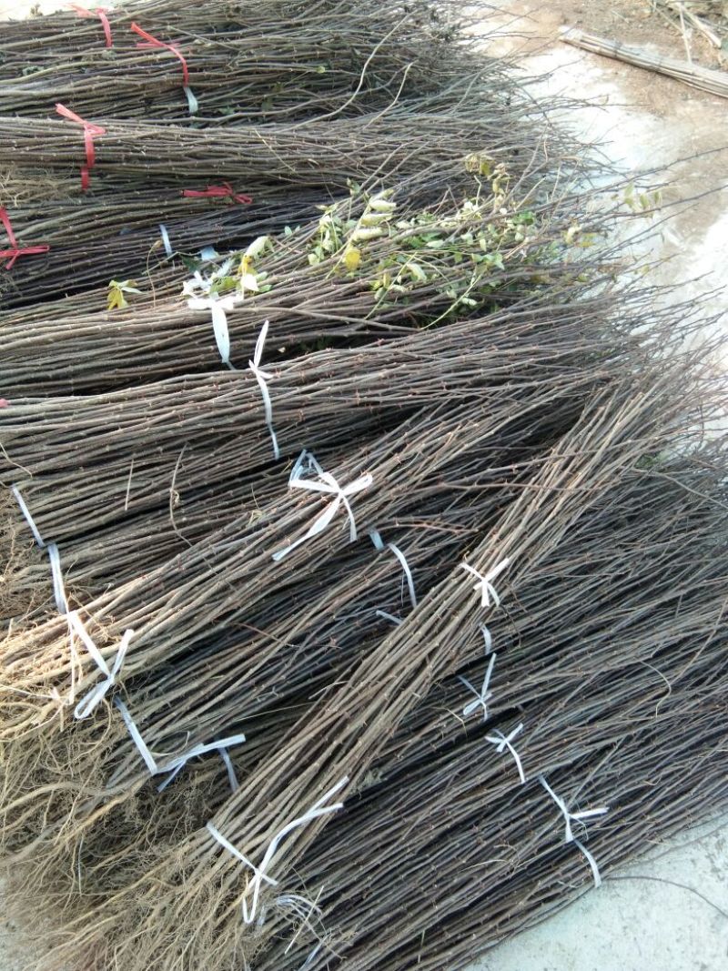 花椒苗大红袍花椒苗栽植花椒苗的密度是多少花椒苗价格多少