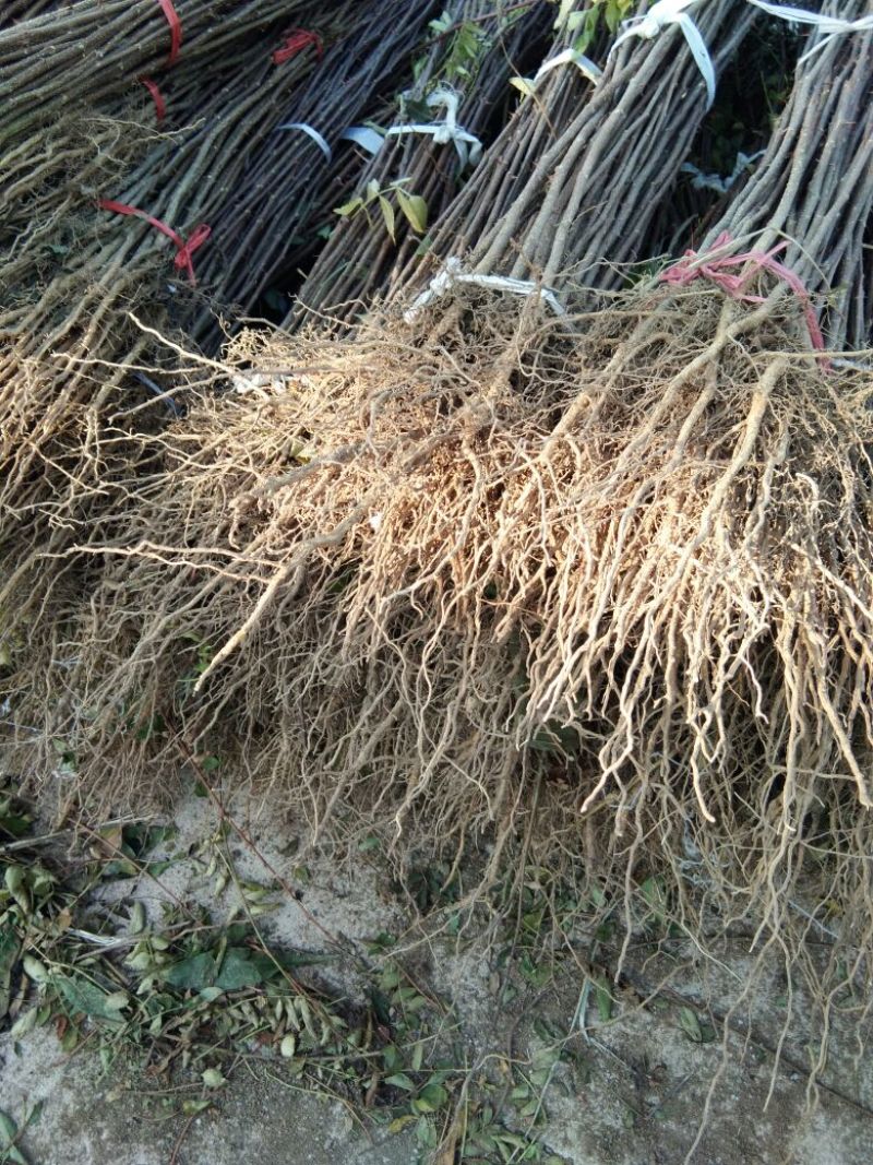 花椒苗大红袍花椒苗栽植花椒苗的密度是多少花椒苗价格多少