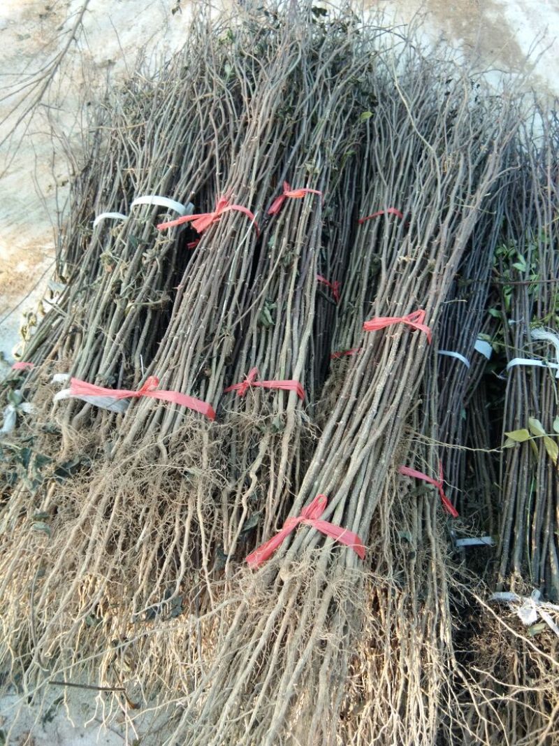 花椒苗大红袍花椒苗栽植花椒苗的密度是多少花椒苗价格多少