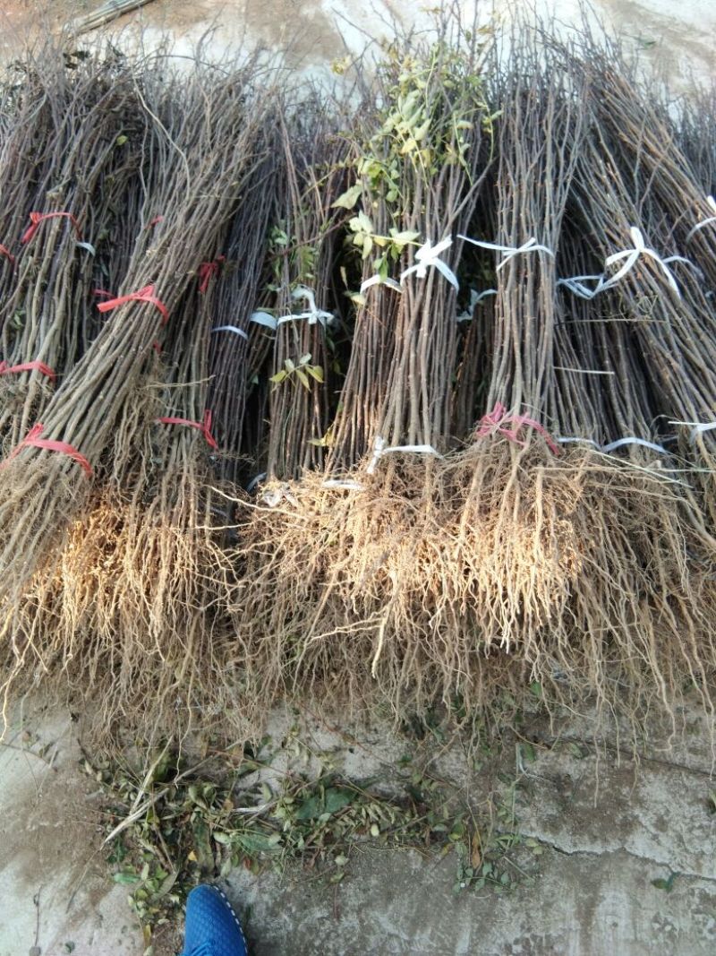 花椒苗大红袍花椒苗栽植花椒苗的密度是多少花椒苗价格多少