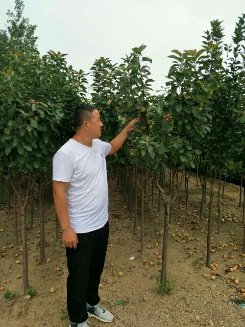 梨树苗红香酥梨新梨7号秋月等