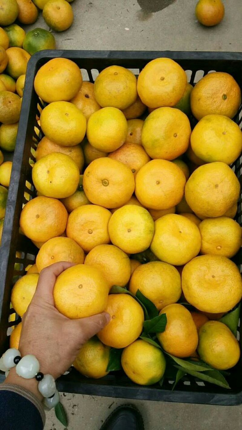 优质精品蜜橘产地大量供货，质优价廉。诚信代办！
