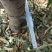 梨树4~6cm1.5~2米