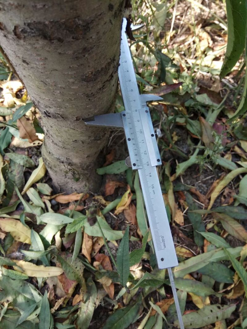 梨树4~6cm1.5~2米